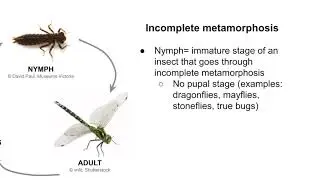 Aquatic Insect Life Cycle