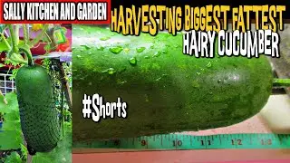 What is this?? SO FAT&BIG and can feed the whole family｜ Harvesting Fuzzy Melon 毛瓜#shorts