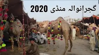 Camel rate km ya zayada | beoupari persahan | Gujranwala mandi 2020 |