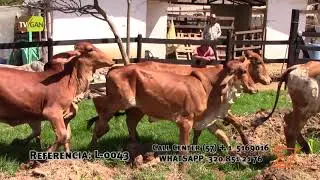 2021 HEMBRAS DE LEVANTE TIPO LECHE  GYR L-0043