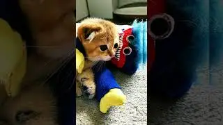 Haggy Vaggy and tiny kitten 🤗