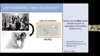Impact of Early Life Adversity on Neural and Behavioral Development