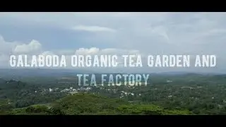 Galaboda organic tea garden and tea factory -Organic black tea, green tea and white tea manufacturer