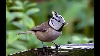 En daarom steun ik Vogelbescherming Nederland