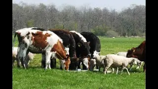 LIVE Session:  Animal Waste Management