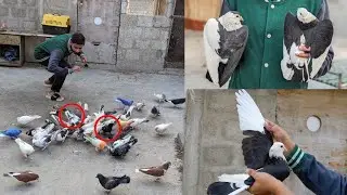 Aaj to vip kabootar Mil Gaye 😍 how to check pigeon 🥰