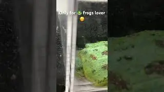 #frogs #frogshort #frogsofinstagram