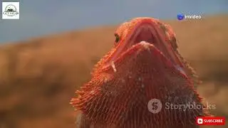 Top 10 Animals With Superhuman Vision (#5 Can See UV Light!) #animals #mystery #mustwatch