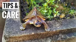 How to care turtle | turtle winter me keise bachaye#turtle #minivlog #lifeisbutadream #vlog 