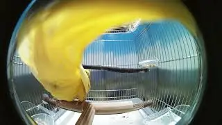 ペット向け動画 インコのお友達 サザナミインコ 編（お留守番用動画）