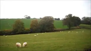 An Hour of Sheep (Time Lapse x64)