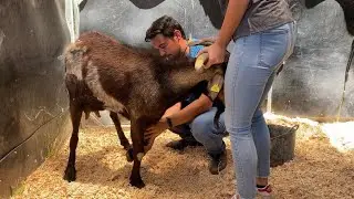 Rescuing an injured, abandoned goat