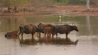 Wild Water Buffalo in Yala National Park | Sri Lanka Wildlife Safari Experience