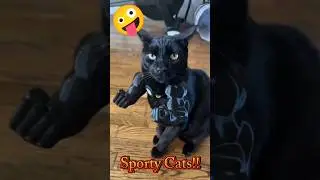 Hilarious Cat Workout Moments! 🐱🏋️