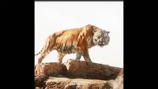 💀SHERE KHAN🐯 || Slava Funk (slowed) || JUNGLE BOOK MOVIE EDIT #movie #edit #trendingshorts #disney