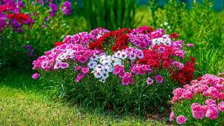 99% Peace in One Garden 🌺 The Most Satisfying Flower Garden Ever 🍀 Relax & Breathe