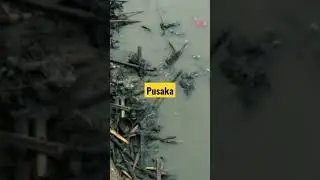 NGERI. puluhan keris pusaka bermunculan