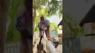 Baha Yogi