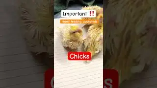 ✔️Best Hand-Feeding Formula & Techniques for Cockatiel Chicks!🐥