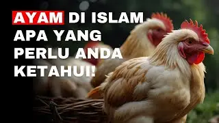 KAMU WAJIB TAU !! HUKUM MEMELIHARA AYAM DALAM ISLAM