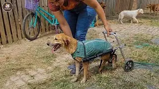 Lost pups and unable to move, she ran in happiness as love erased her pain