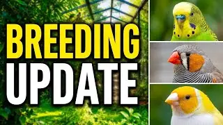 65 Feet Outdoor Aviary Update | Breeding Finches & Softbills