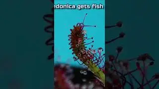 Drosera neocaledonica gets fish food timelapse #shorts
