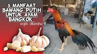 5 MANFAAT BAWANG PUTIH UNTUK AYAM BANGKOK.