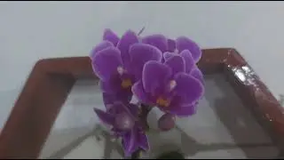 Dicas da Maria de como apreparar o vaso de plantas e fores vamos verificar?as beleza que ficaram.