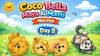 Coco Bella Maya Ki Masti 🐶❤️ | Mini Vlog Day 8 | Cute Dogs Fun Moments #youtube #viral #funny 