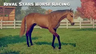 Стрим) Rival Stars Horse Racing! Соревнуемся и разводим лошадок