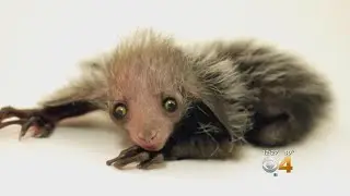 Denver Zoo Welcomes Extremely Rare New Baby