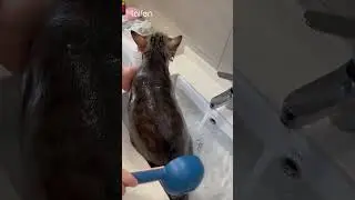 No more fear of bath time. #laifen #hairdryer #pets #cat #hairstyle #shorts #fyp #tech