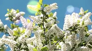 Beautiful, calming music and flowers slide show