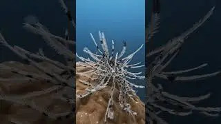 Have you heard of featherstars?