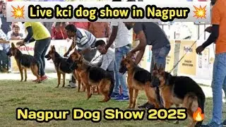 Nagpur Dog Show se Live 🔥 Ashish pet's world 💥 नागपुर डॉग शो लाइव 💥