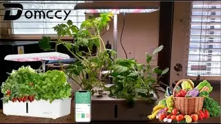 Domccy Wifi Hydroponics Growing System Review | How To Use Hydroponic Growing System