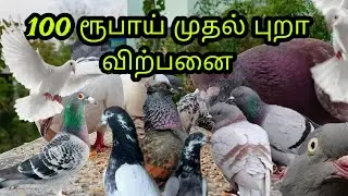 Pigeon sales starts from ₹100 | how to select good and healthy pigeons | புறா விற்பனை sunday market