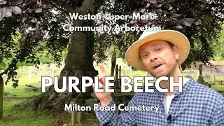 Purple Beech (Fagus sylvatica f. purpurea) in Milton Road Cemetery