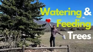 Watering And Fertilizing Trees. Tree Care, Drought Care, Health Care