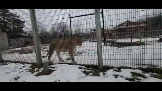 Игра с львицей Ангой, Новый зоопарк, Суамико, Висконсин, 27.12.2025