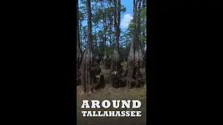 AROUND TALLAHASSEE: Cascade Lake Drawdown and Exposed Cypress Roots #shorts #AroundTallahassee