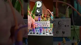 Unlock new dimensions with the Buchla Aux Card! #buchla #synthesizer  #modularsynth #electronicmusic