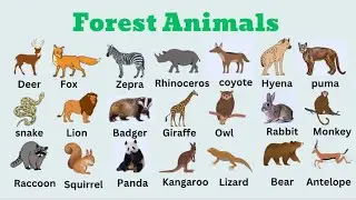 learn forest animals names for kids