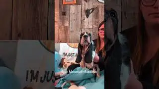Basset hound puppies!