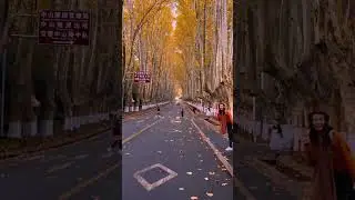 此刻，想去南京的看秋天的心到达了顶峰！#秋天 #旅行推荐官 #南京 #梧桐大道 #属于秋天的颜色