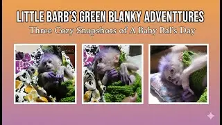 After drinking milk Kira monkey sleep well with paying care #video #monkey