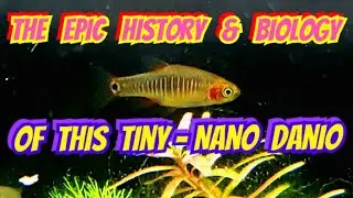 The Incredible History & Biology of The Emerald Dwarf Rasbora - Danio erythromicron +Care & Breeding