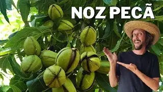 NOZ PECÃ - COMO PODAR.