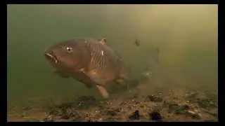 Fishes of Ganga Basin